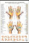 REFLEXOLOGIA DE LAS MANOS (LAMINA)