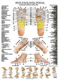 LÁMINAS. REFLEXOLOGÍA PODAL