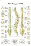 COLUMNA VERTEBRAL (LAMINA)
